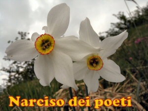 narciso
